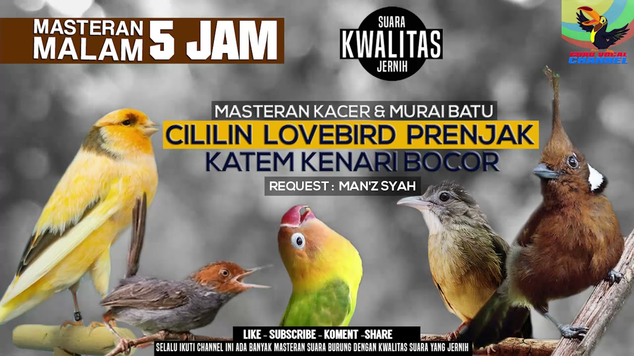 REQUEST MASTERING || CILILIN LOVEBIRD PRENJAK KAPAS TEMBAK KENARI YS GACOR BUAT KACER DAN MB