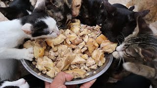 Hungry Cats eating chicken cooking