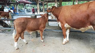 Paket Harga Sapi Indukan Dan Pedet Jantan