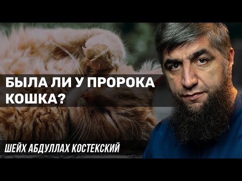 Была ли у пророка ﷺ кошка?
