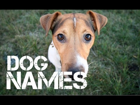 male Dog Names that start with n
