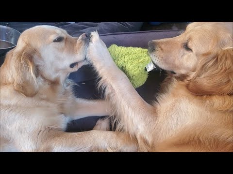 Get Ready to Smile: Golden Retrievers Tug it Out in Funny Video