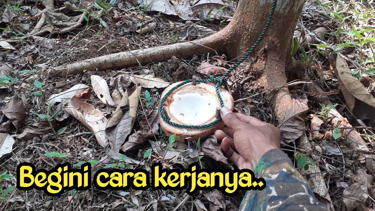 Tutorial Jerat babi hutan paling mudah & simple menggunakan umpan
