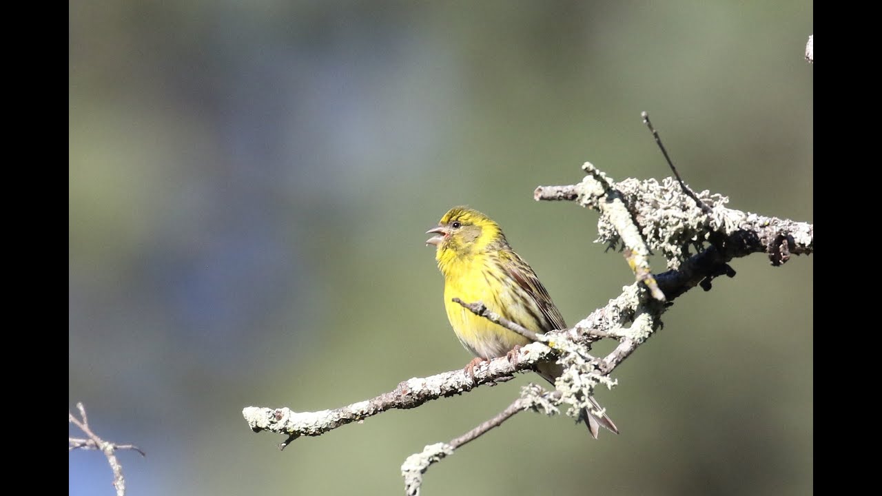 nature kpop Serin (serinus serinus)