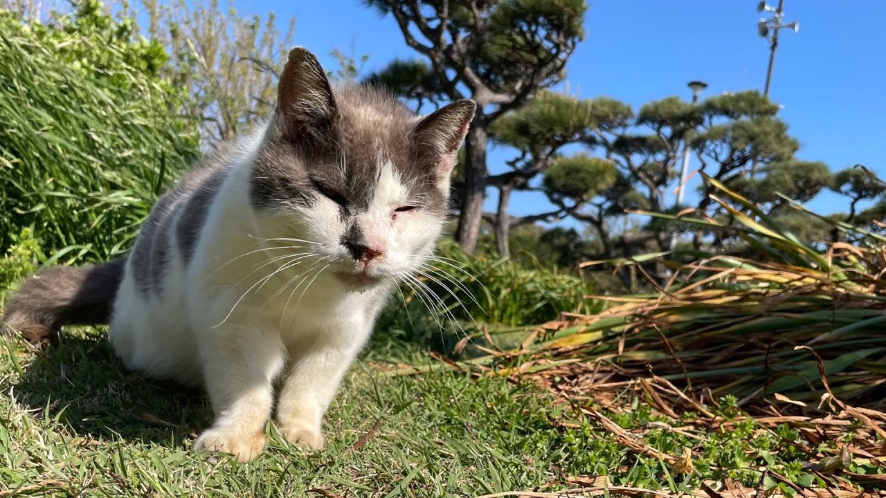 【猫島】関東にある猫島に行ったら人懐っこい猫に出会えた【城ヶ島】