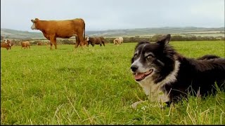 Mist: Sheepdog Tales! - The Cowdogs