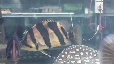 Cá hổ Indo 3s vạch siêu to - Cá Cảnh Trung Tọ