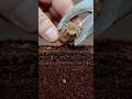 Growing poppy plant from seeds  soil cross section greentimelapse gtl timelapse