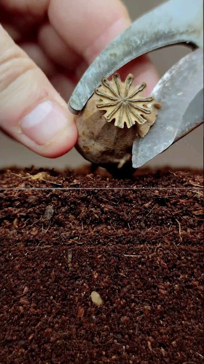 Growing Poppy Plant from Seeds - Soil cross section #greentimelapse #gtl #timelapse