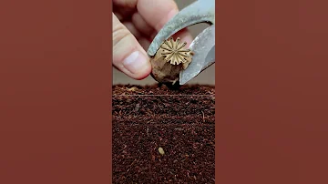 Growing Poppy Plant from Seeds - Soil cross section #greentimelapse #gtl #timelapse
