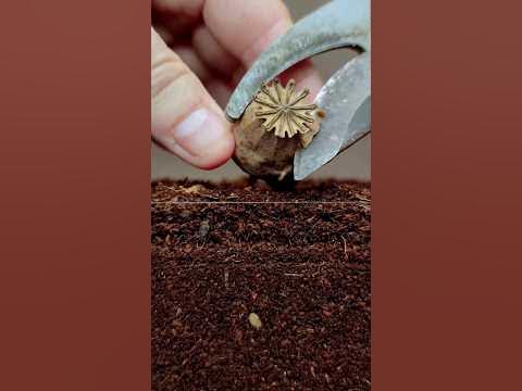 growing-poppy-plant-from-seeds-soil-cross-section-greentimelapse-gtl-timelapse