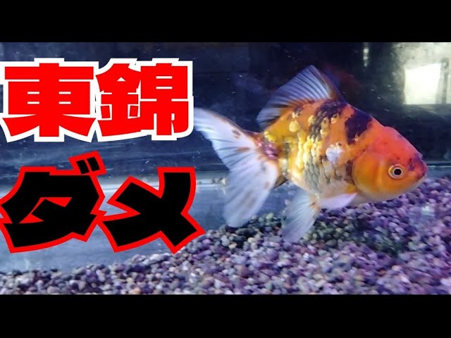 金魚 東錦Lサイズ 13㎝ 届いたので60cm水槽に入れていきます！ ＃金魚