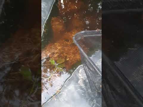 Как поймать тритона.