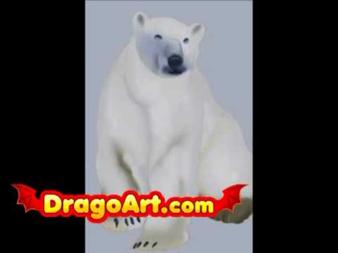 How to draw a Polar bear, step by step - YouTube