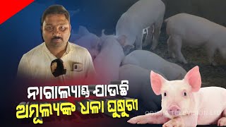 Special Story | Cuttack Farmer Scripting Success Story In White Pig Farming