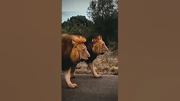 ذب الابرة تسمع صوت خل نحجيها طك بطك ريمكس 