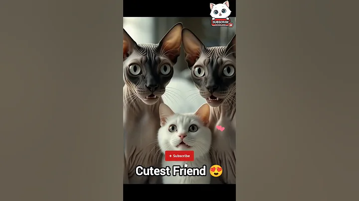 Video 11875921: sphynx, white cat