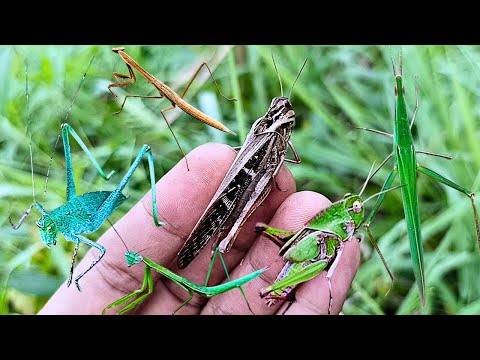 Video: Je, mantis anakula katydids?