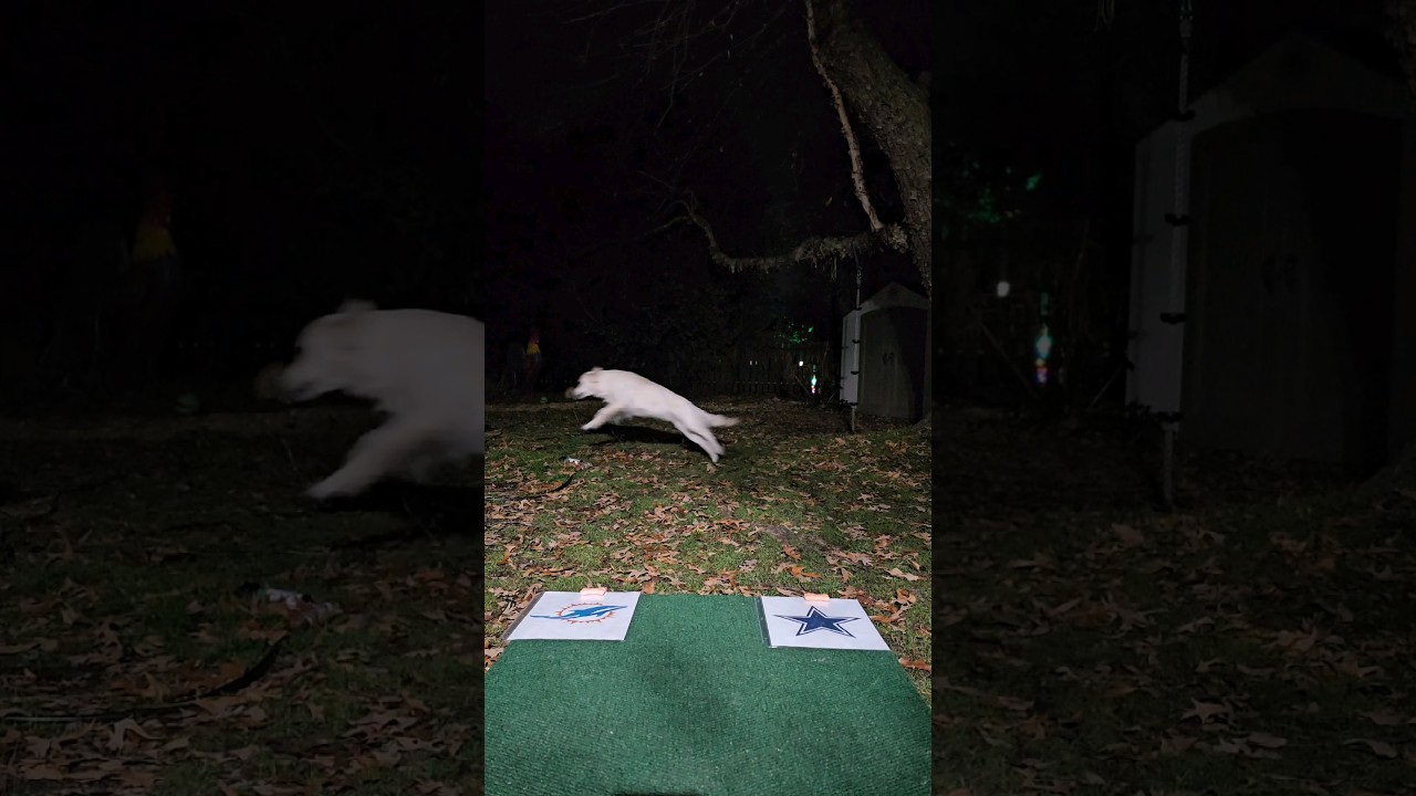 Sebastians Week 16 Pick:  Cowboys Vs. Phins 