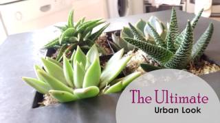 The Urban Botanist
