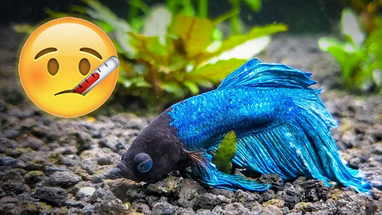 How to Save Your Sick Betta Fish 