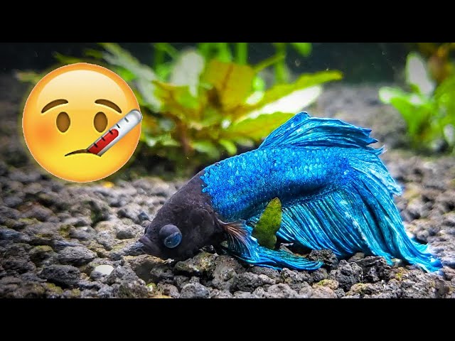 How To Save Your Sick Betta Fish - Youtube
