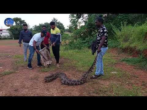 Biggest Paithan || Bari Malla Hebbav || Mallar Kapu