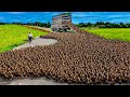 لماذا تنتج الصين الملايين من البط يوميا؟ جولة داخل مزارع البطن..