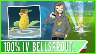 100% IV Bellsprout in Capitol Mall Bellsprout Nest! Evolved Into Perfect Victreebell!