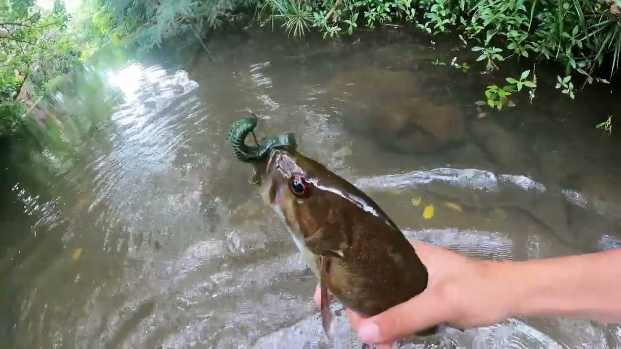 Ultra Light Bass Fishing in Hawaii Streams- Smallmouth Bass