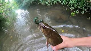 Ultra Light Bass Fishing in Hawaii Streams- Smallmouth Bass