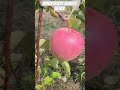 Honeycrisps apples are almost ready to eat. #yardapples #peilife #pei produce #foodisland