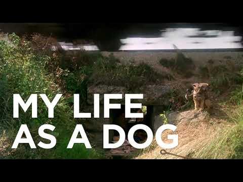 Menneskelige race pendul kubiske ManseboArte Trailer MINHA VIDA DE CACHORRO (Mitt liv som hund), de Lasse  Hallström, 1985. - YouTube