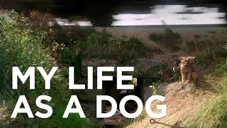 @ManseboArte Trailer MINHA VIDA DE CACHORRO (Mitt liv som hund), de Lasse Hallstrรถm, 1985. @ManseboArte Trailer MINHA VIDA DE CACHORRO (Mitt liv som hund), de Lasse Hallstrรถm, 1985.