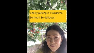 Litera Japan Video. Cherry picking in Fukushima. So fresh, so delicious. 2022. Visit Fukushima