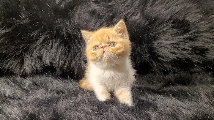 Video 1216501: tabby exotic shorthair, exotic shorthair female, exotic shorthair red, female kitten