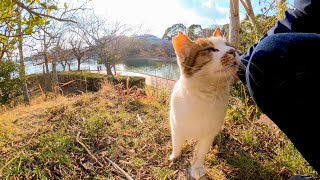 陽のあたる斜面で日向ぼっこする猫をナデナデしてきた