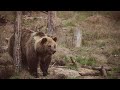 Пострадавшие от жестокого обращения медведи на реабилитации в заповеднике дикой природы в Болгарии