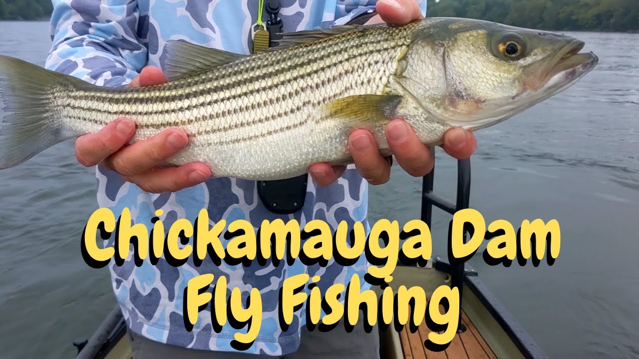 Skipjack, Whities, and Stripers on the FLY..OH MY !!! 