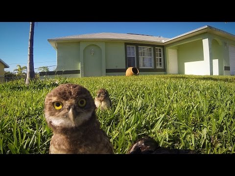 GoPro: Owl Dance Off