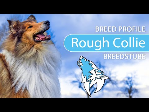 Video: Anjing Collie Breed Hypoallergenic, Kesehatan Dan Umur