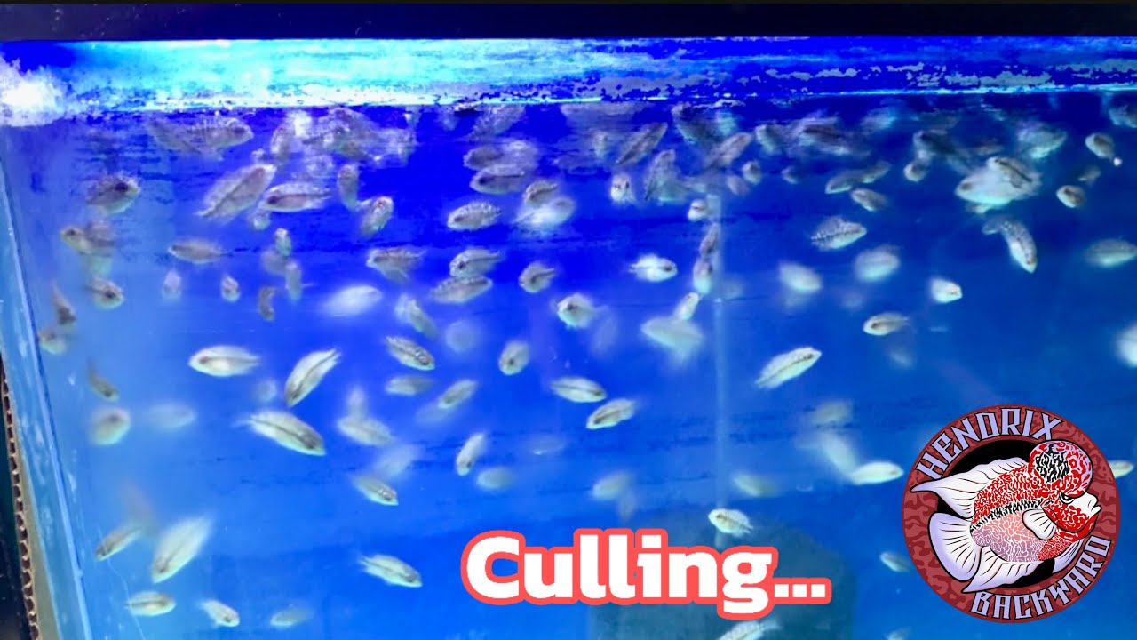 flowerhorn BREEDiNG update + Culling ng mga fry