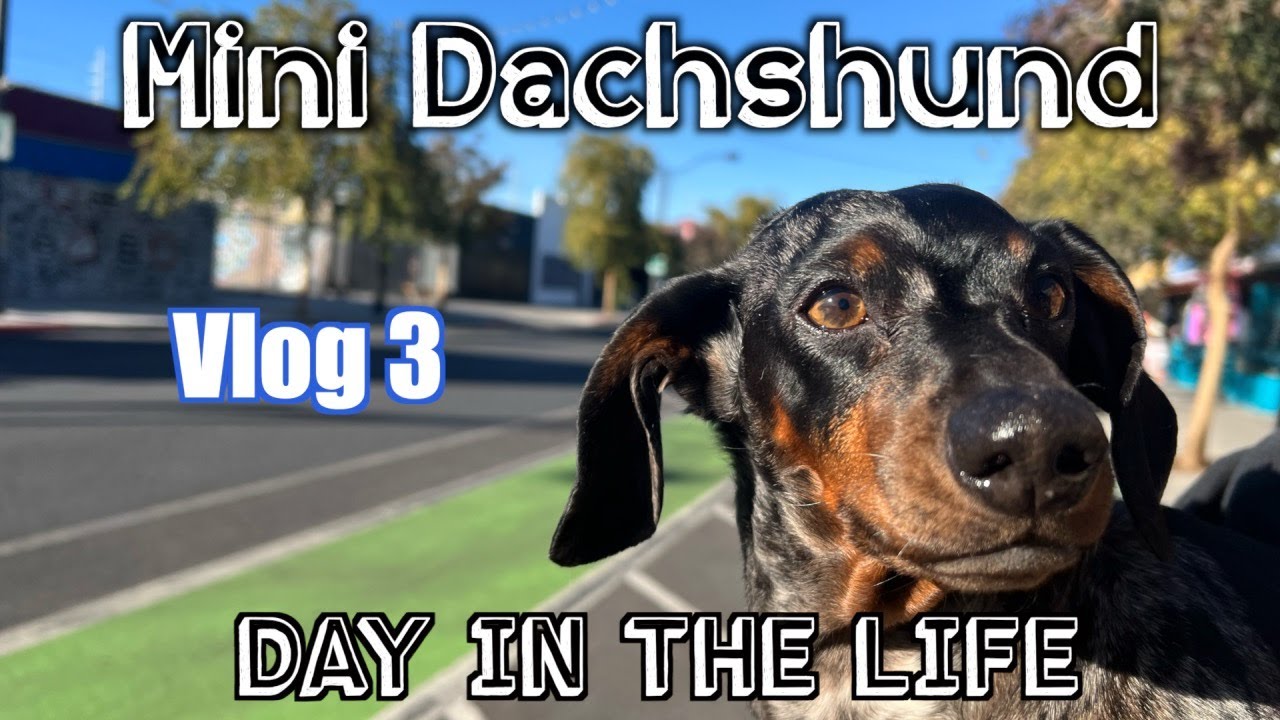 MINI DACHSHUND | A DAY in the LIFE VLOG #dachshund #youtuber #cutedog # ...