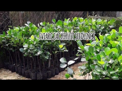 EVIARC JACKFRUIT SEEDLINGS #plants #fruit #nature #trees