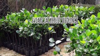 EVIARC JACKFRUIT SEEDLINGS #plants #fruit #nature #trees 