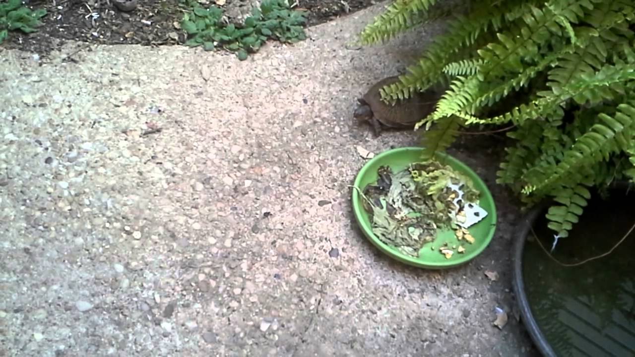 Coco chases away the turtle menace