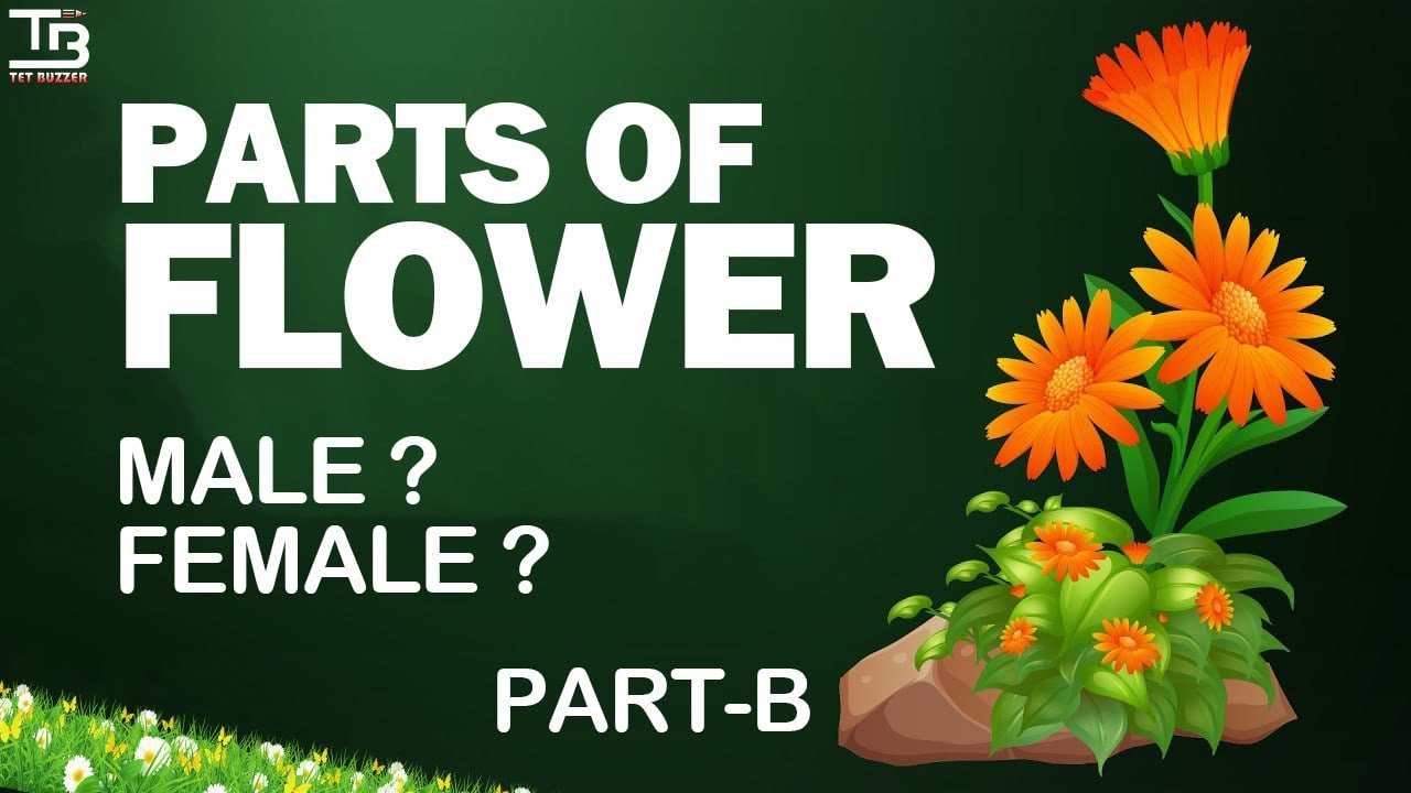 Flower's Reproductive Part of Plant (Part-B) | PSTET 2024 | ETT 5994