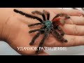 Caribena versicolor (Avicularia versicolor). Самый красивый паук-птицеед. Разведение