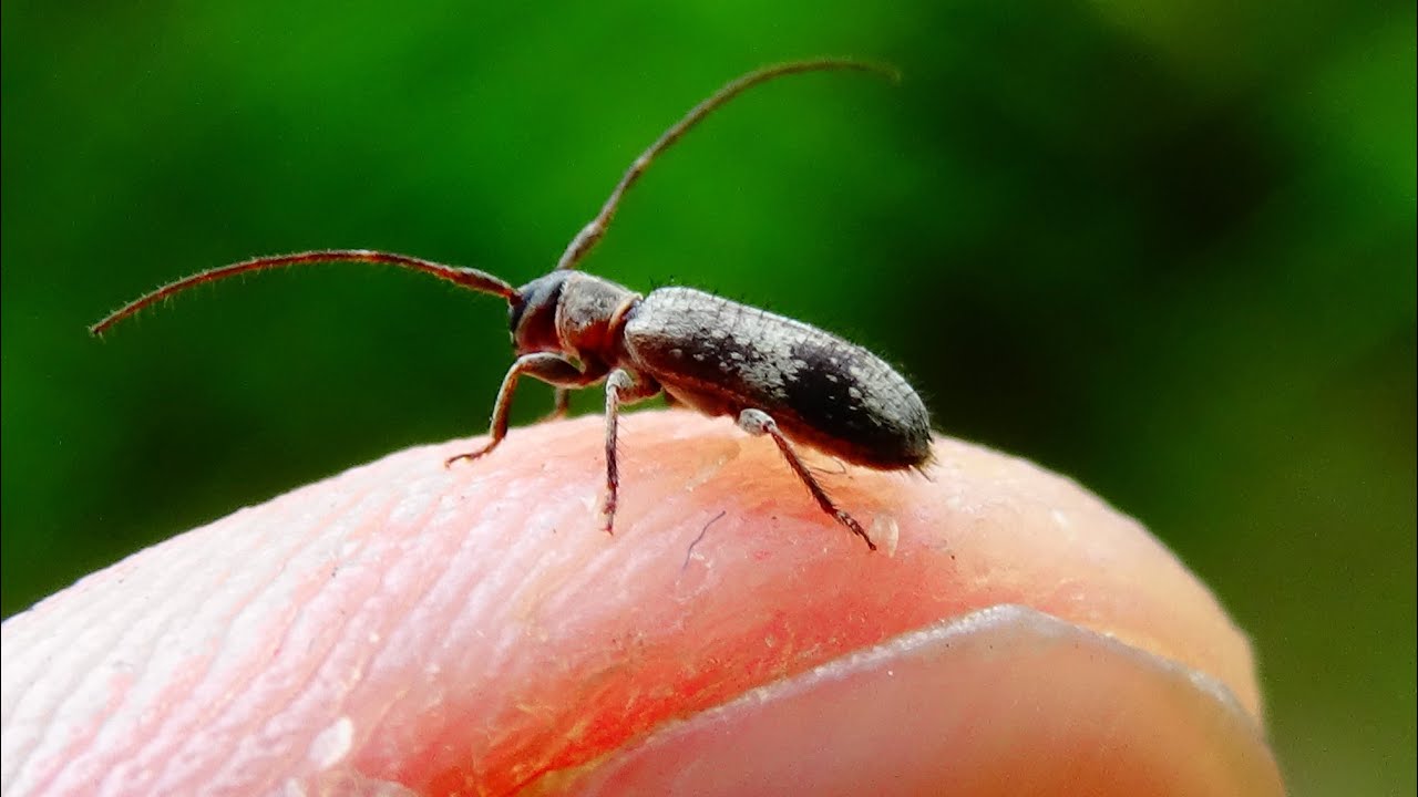 Exocentrus adspersus - Mulsant, 1846 - (Cerambycidae) - Capricorne, longicorne