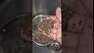 #gardening #diy #garden #plants #gardeningideas #पौधों #चाय #free #viral #food
